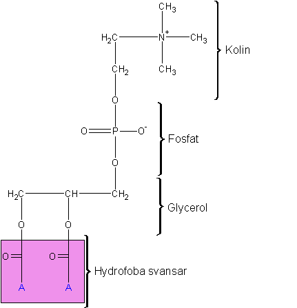 En schematisk bild på hur en fosfolipid ser ut.