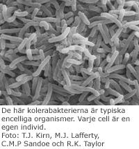 Bild på kolerabakterier, typiska encelliga organismer.